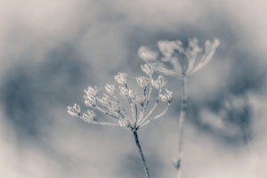 Winter magic: dried inflorescences of a wild carrot with hoarfrost overcast, blurred background Winter magic: dried inflorescences of a wild carrot with hoarfrost overcast, blurred background